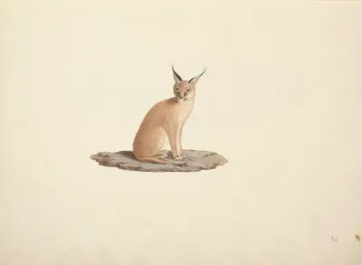 Caracal Caracal Desert Lynx