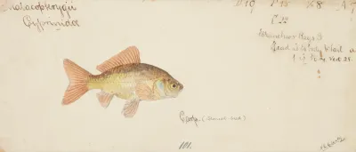 Carassius Auratus Goldfish