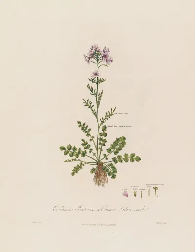 Cardamine Pratensis Or Common Ladies Smock