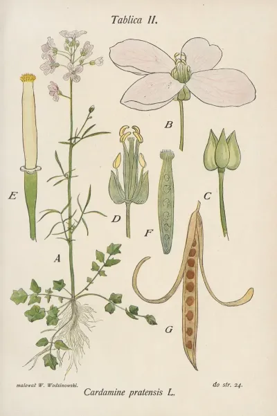 Cardamine Pratensis