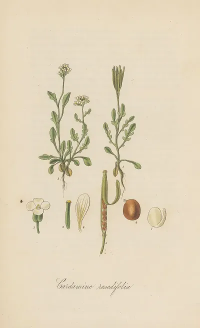 Cardamine Resedifolia