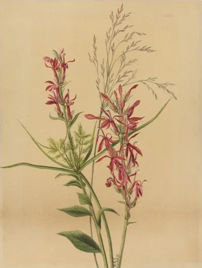 Cardinal Flower Lobelia Cardinalis 2