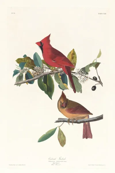 Cardinal Grosbeak