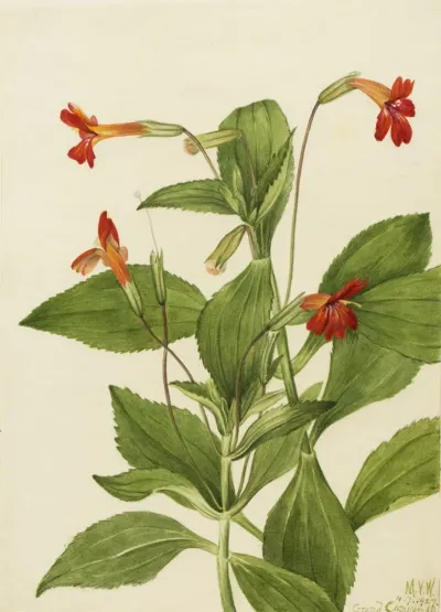 Cardinal Monkey Flower Mimulus Cardinalis