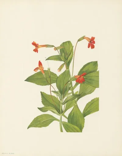Cardinal Monkeyflower Mimulus Cardinalis 2