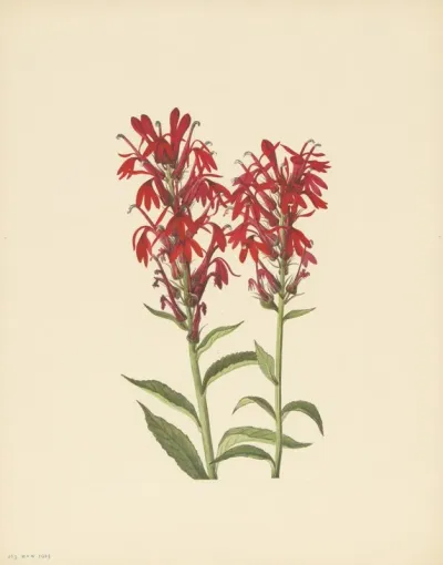 Cardinalflower Lobelia Cardinalis 2