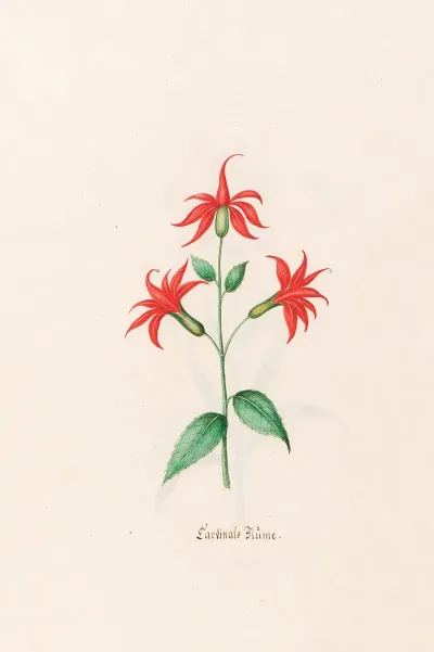 Cardinals Blume