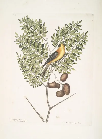 Carduelis Americanus The American Goldfinch Acacia Abruoe Foliis C Acacia
