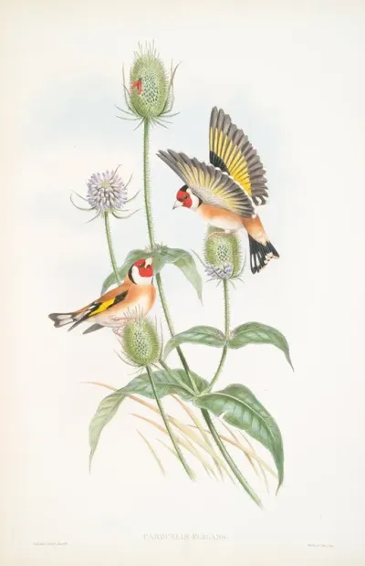 Carduelis Elegans Goldfinch