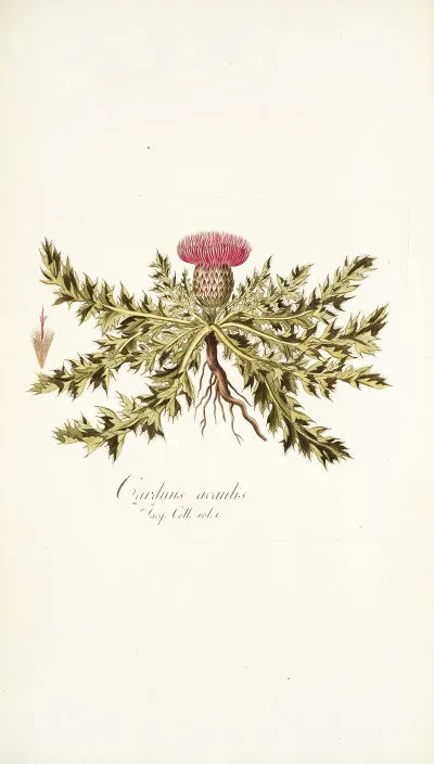 Carduus Acaulis