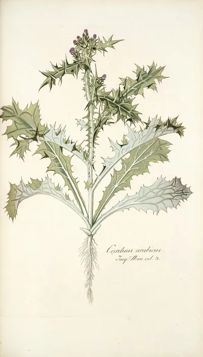 Carduus Arabicus