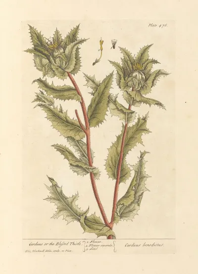 Carduus Or The Blessed Thistle