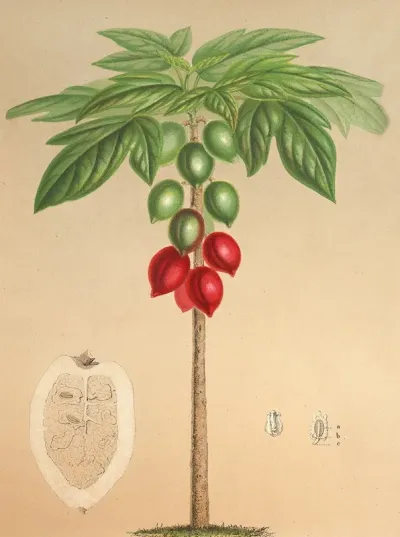 Carica Erythrocarpa
