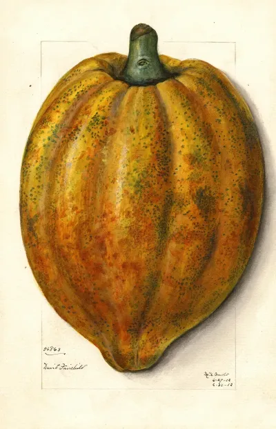 Carica Papaya 3