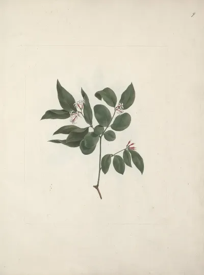 Carissa Edulis Forssk Vahl