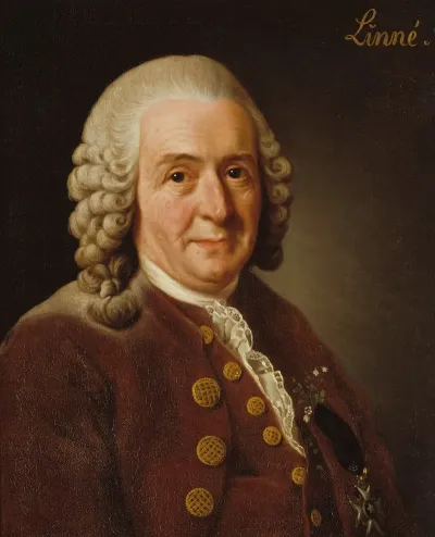 Carl Von Linne 1707 1778 Botanist Professor