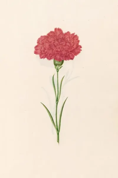 Carnation 12