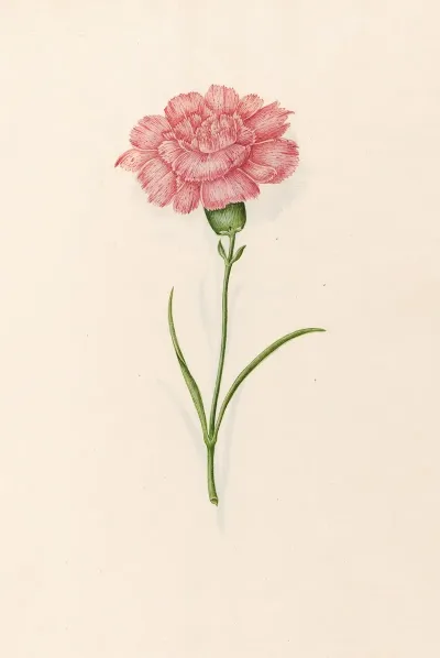 Carnation 13