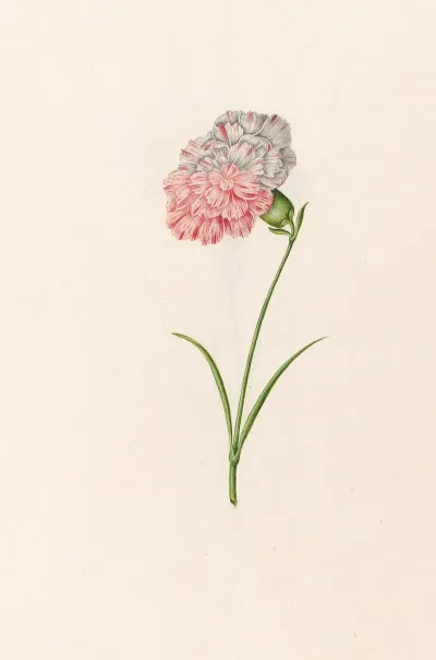 Carnation 15