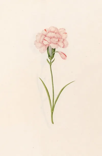 Carnation 17