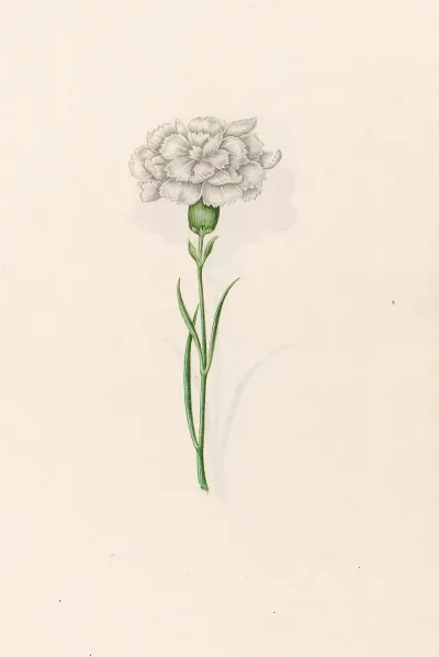 Carnation 7