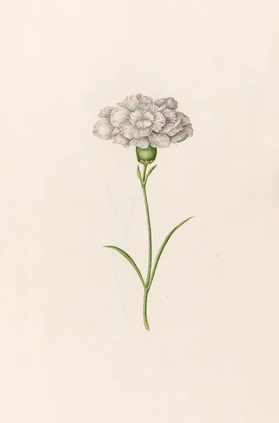 Carnation 8