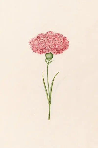 Carnation 9