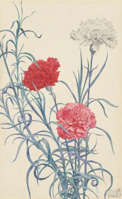 Carnations 2