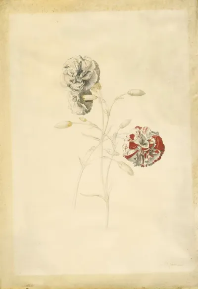 Carnations
