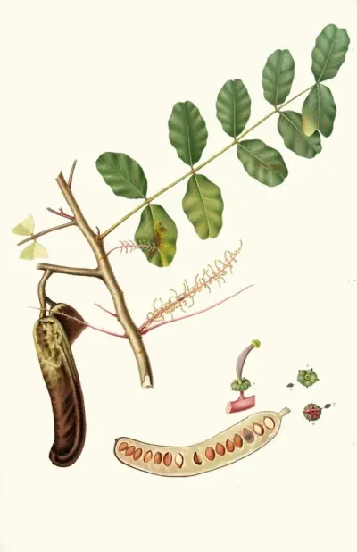 Carobba Ceratonia Ceratonia Siliqua Carob St Johns Bread Locust Bean