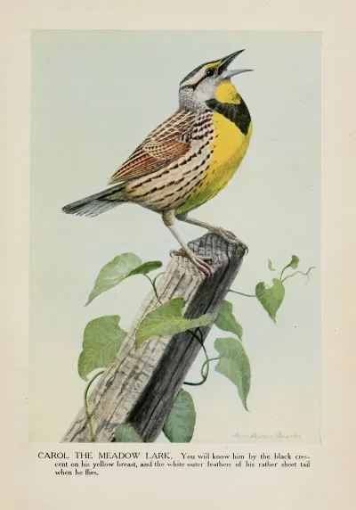 Carol The Meadow Lark