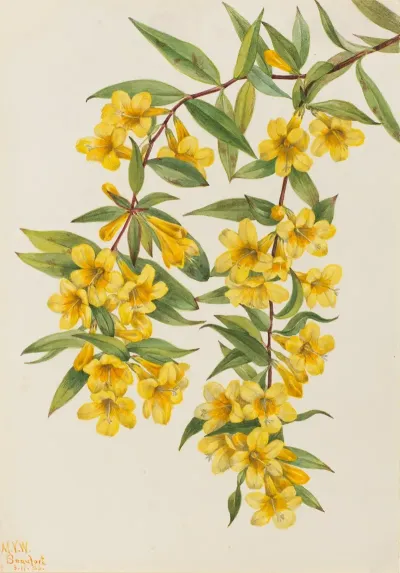 Carolina Jessamine Gelsemium Sempervirens 2