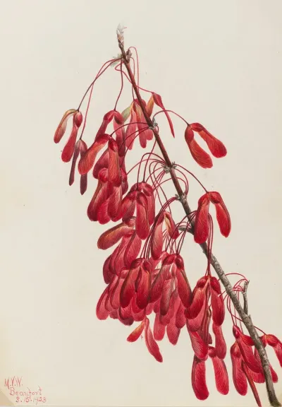 Carolina Maple Acer Carolinianum 2