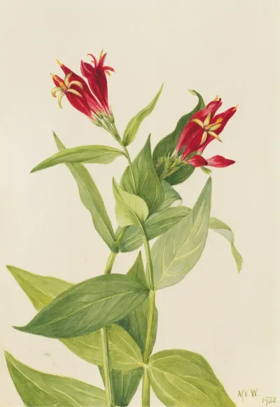 Carolina Pink Spigelia Marylandica