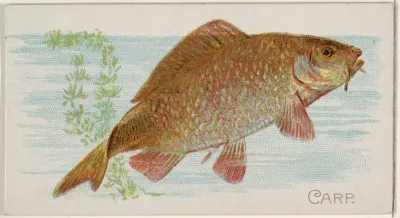 Carp 2