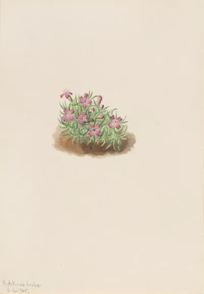 Carpet Pink Silene Acaulis