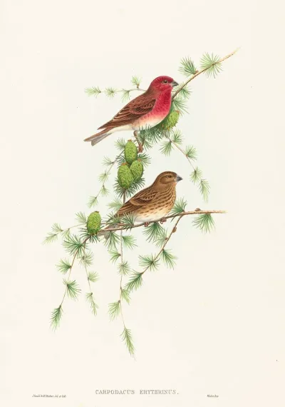 Carpodacus Erythrinus Common Rose Finch
