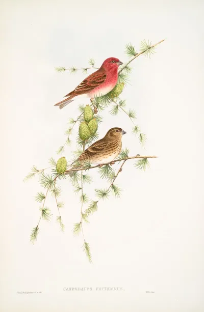 Carpodacus Erythrinus Scarlet Bullfinch