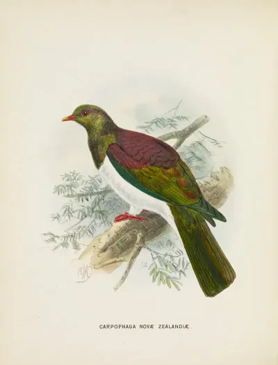 Carpophaga Novae Zealandiae