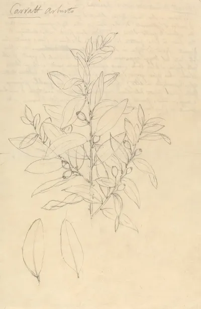 Carratt Osyris Lanceolata