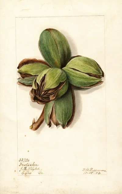 Carya Frotscher