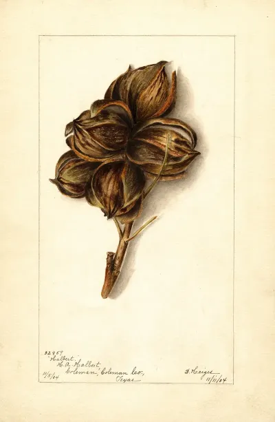 Carya Halberta