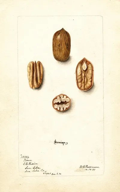 Carya Illinoinensis Sovereign