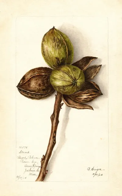 Carya Illinoinensis Stuart