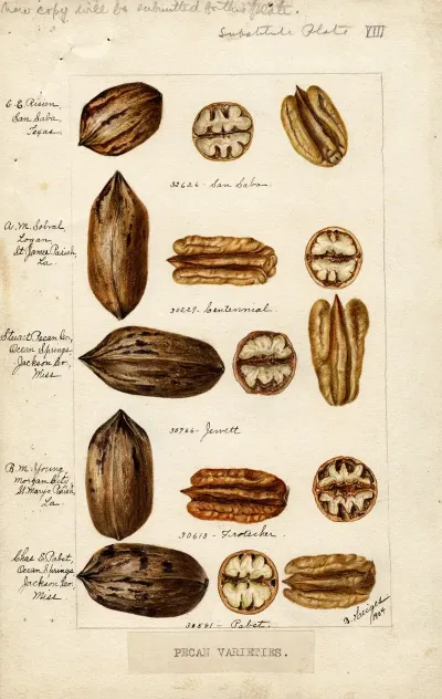 Carya Illinoinensis