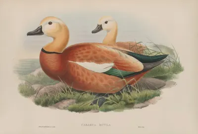 Casarca Rutila Ruddy Sheldrake