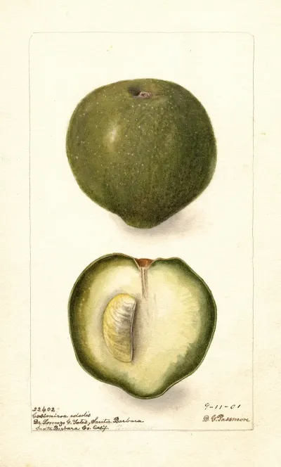 Casimiroa Edulis 2