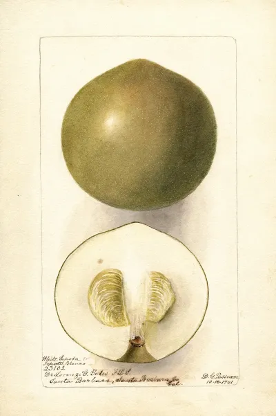 Casimiroa Edulis Zapota Blanco