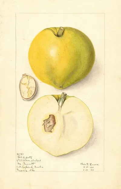Casimiroa Edulis
