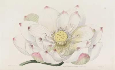 Caspian Nelumbium